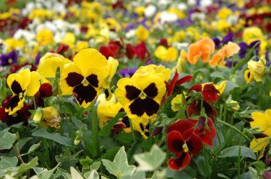 Filed of mixed color pansies clipart