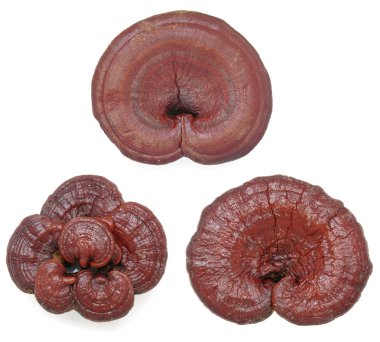 Red reishi clipart