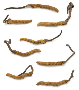 Cordyceps (bir cins ascomycete mantar)