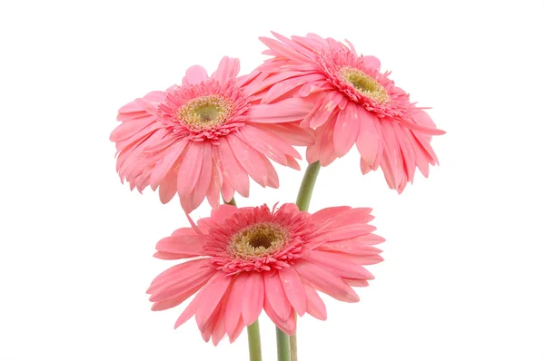 stock image Pink gerber daisies