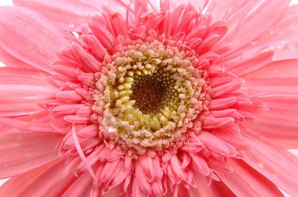 Primo piano di rosa margherita gerber — Foto Stock
