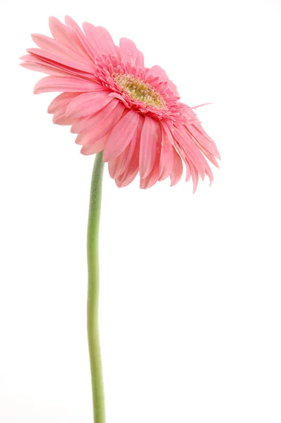 Růžová gerber sedmikráska — Stock fotografie