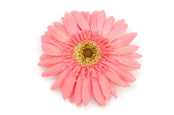 stock image Pink gerber daisy