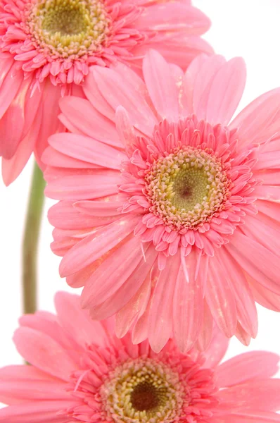 Zblízka růžová Gerbera sedmikrásky — Stock fotografie