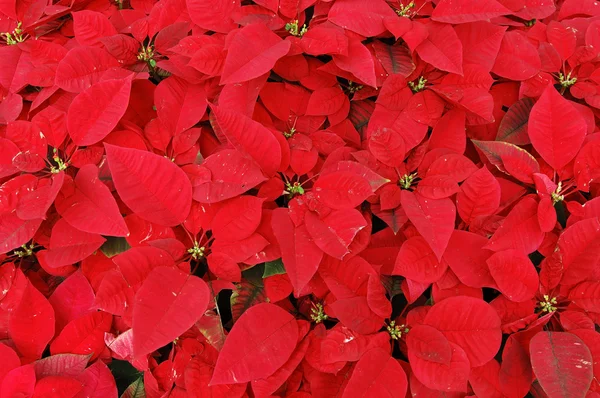 Červená vánoční hvězda rostliny — Stock fotografie