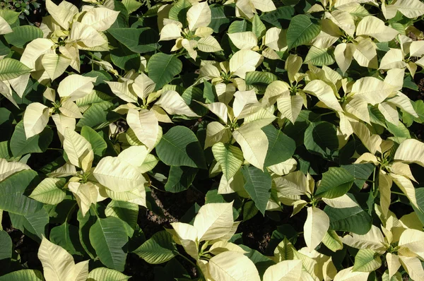 Растения жёлтой пуансетии — стоковое фото