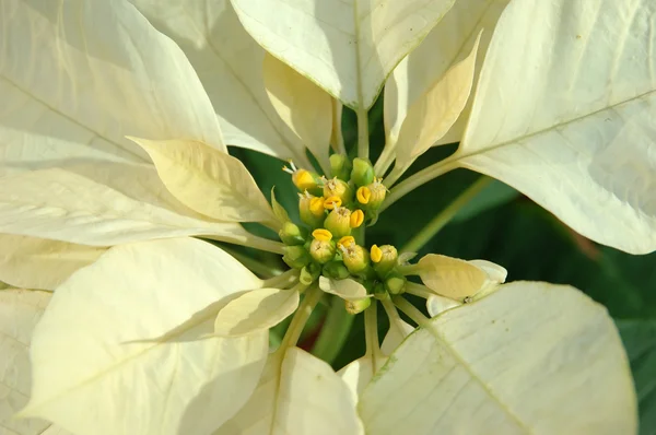Yellow poinsettia plant — Stock Photo, Image