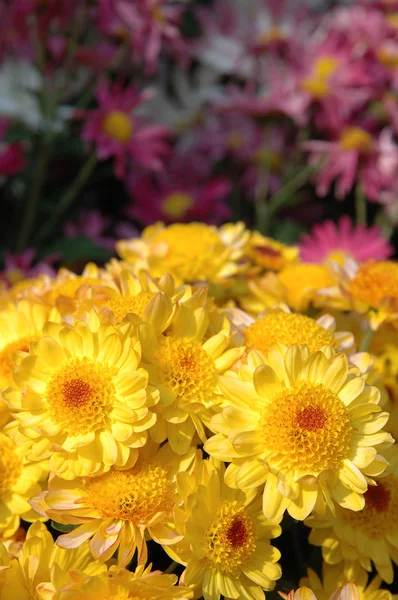 Close up of yellow chrysanthemums — Stock Photo, Image