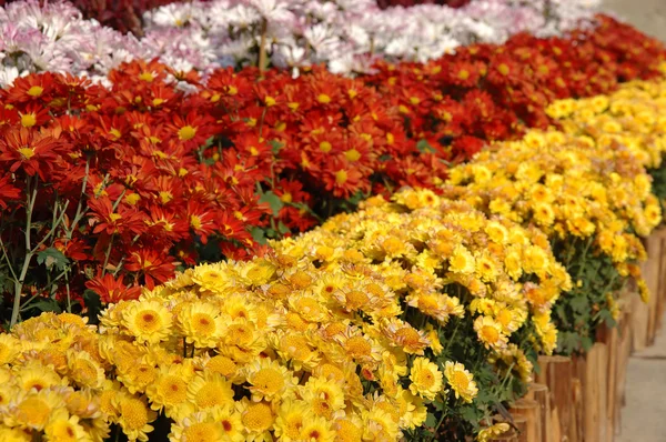 Rows of chrysanthemums — Stock Photo, Image