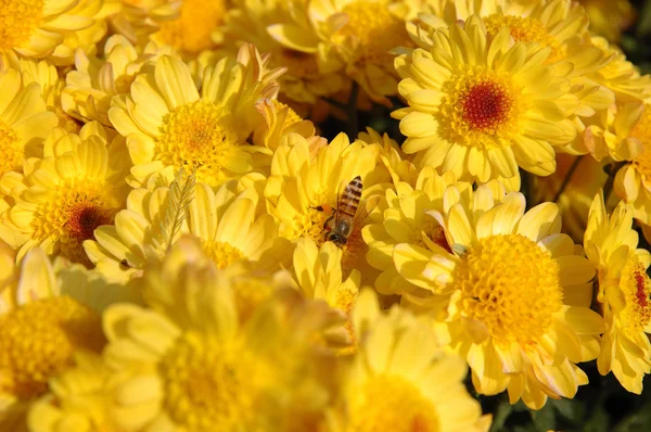 Пчела в жёлтом хризантемоне — стоковое фото