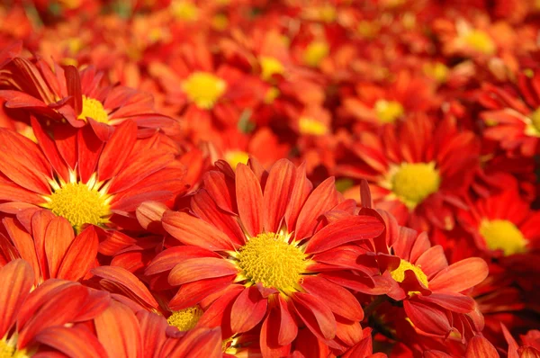 Крупный план красных хризантем — стоковое фото