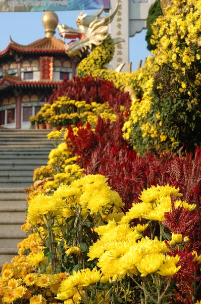 Dekoration von Chrysanthemen — Stockfoto