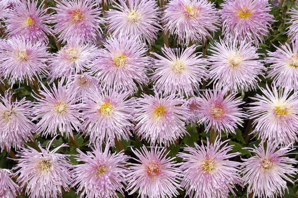 stock image Background of purple chrysanthemums