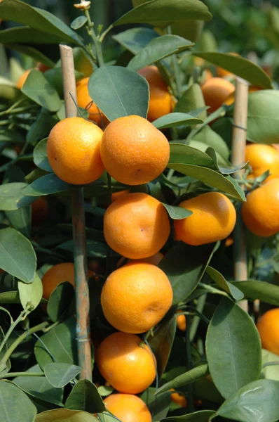 stock image Tangerines
