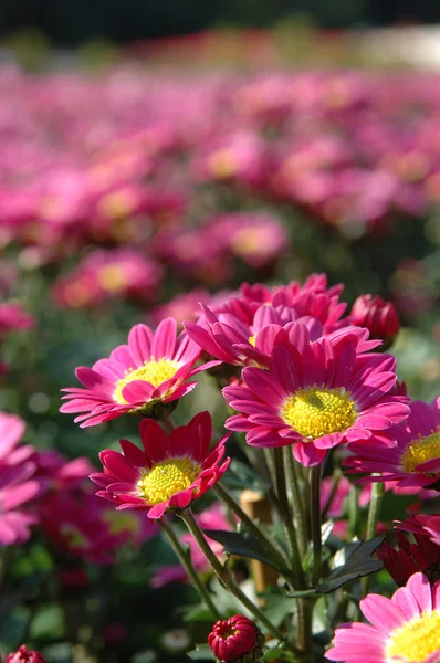 Close up of pink chrysanthemums — Stock Photo, Image