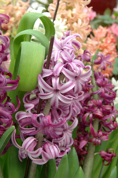 Purple hyacinth — Stock Photo, Image