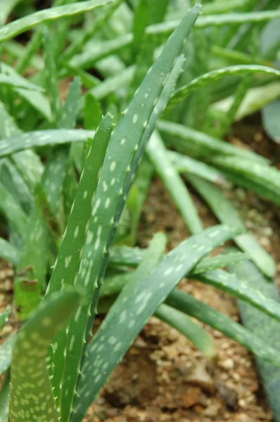 Friss zöld aloe növény — Stock Fotó