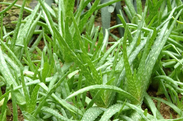 Frische grüne Aloe-Pflanze — Stockfoto