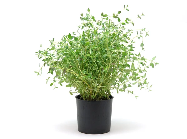 Pot of thyme — Stock Photo, Image