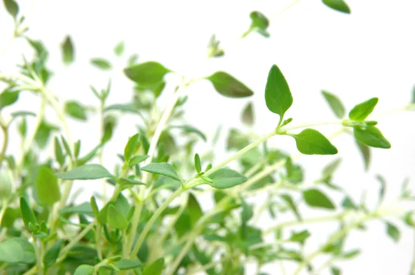 Close up of thyme — Stock Photo, Image