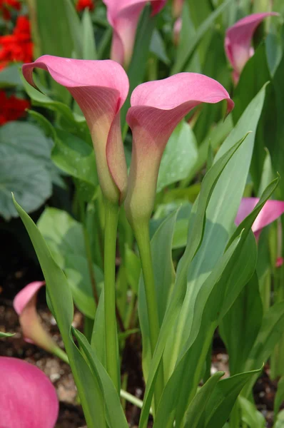 Dwie różowe Lilie calla — Zdjęcie stockowe