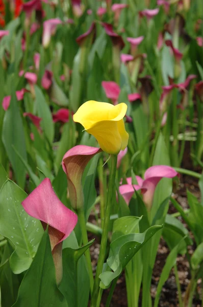Žlutá lilie calla vyniká — Stock fotografie