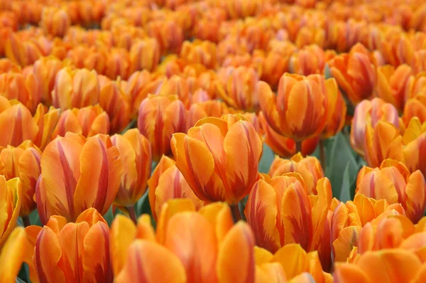 Orangene Tulpen — Stockfoto