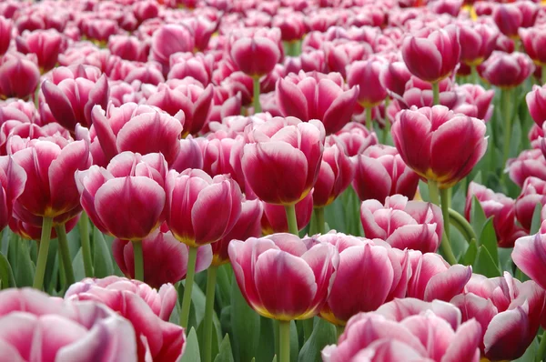 Tulipanes rojo-blancos — Foto de Stock