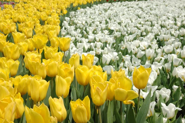 Tulipanes amarillos y blancos — Foto de Stock