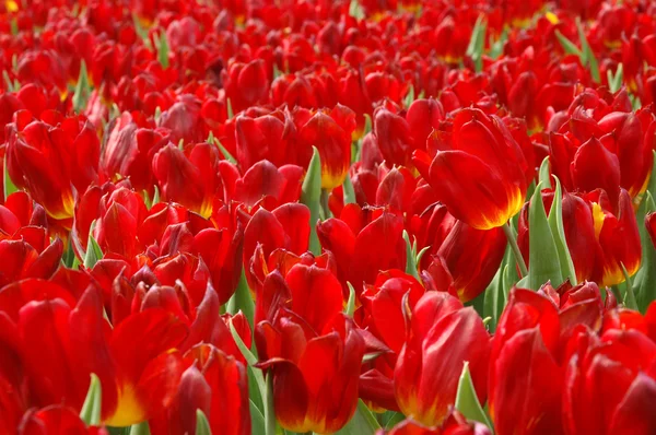 Campo de tulipanes rojos —  Fotos de Stock