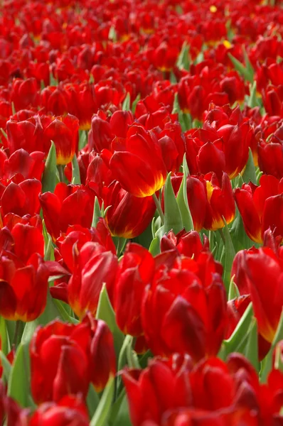 Gebied van rode tulpen — Stockfoto