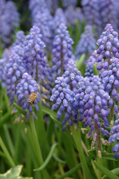 Bee en druivenmost hyacint — Stockfoto