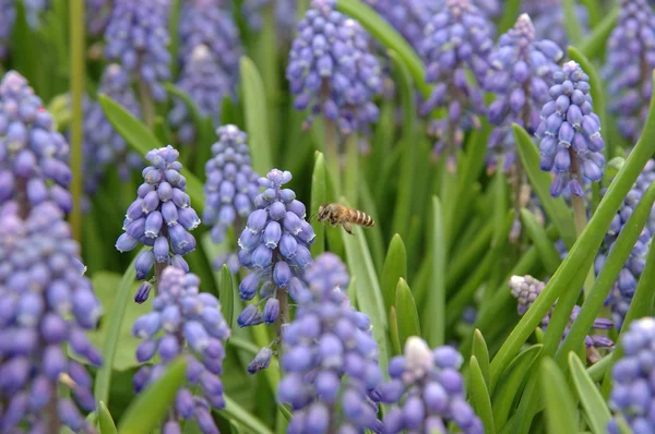Bee en druivenmost hyacint — Stockfoto