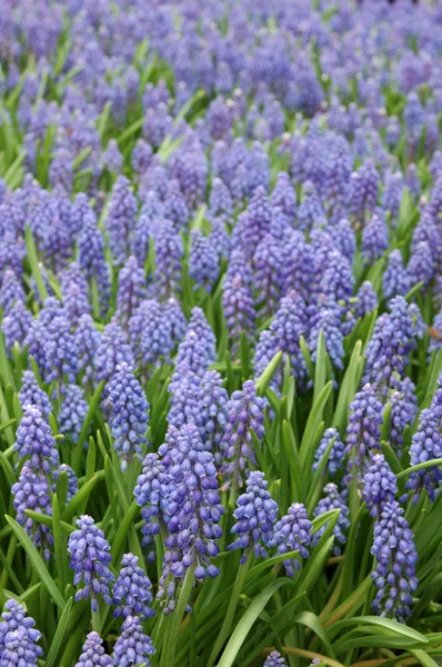 Druvor hyacint — Stockfoto