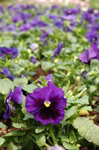 Paarse altviool bloem — Stockfoto