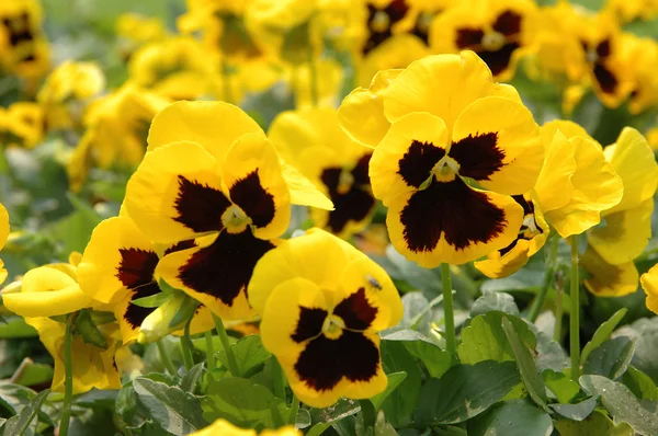 stock image Yellow pansies