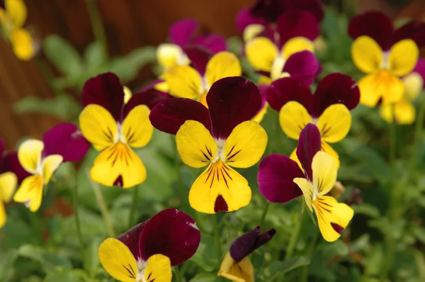 Purple-yellow pansies — Stock Photo, Image