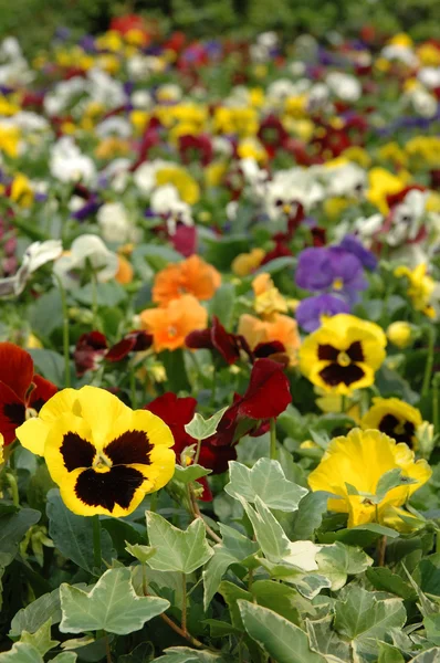 Field of mixed color pansies — Stock Photo, Image
