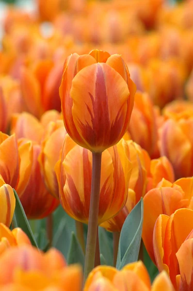 Оранжевый тюльпан выделяется — стоковое фото