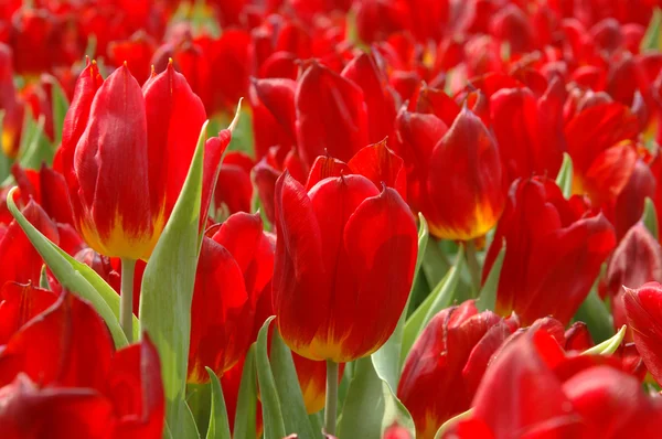 Sluiten van rode tulpen — Stockfoto
