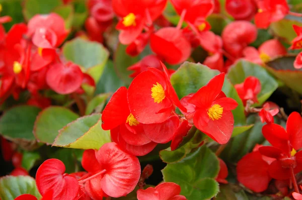 Červené begonia — Stock fotografie