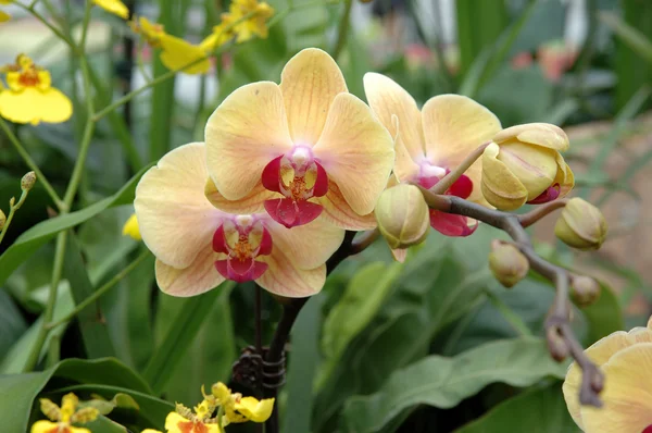A cluster of yellow-pink orchids — Stock Photo, Image