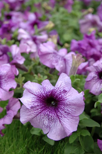 Petunia púrpura —  Fotos de Stock