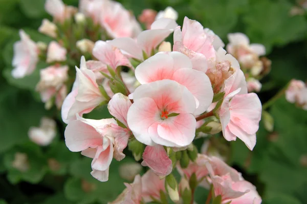 Wit-roze pelargonium — Stockfoto