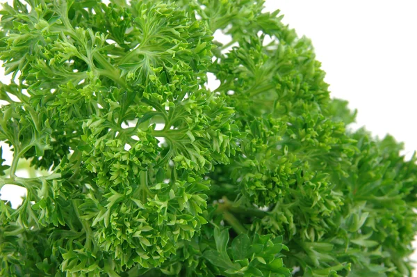 Close up of fresh parsley — Stock Photo, Image