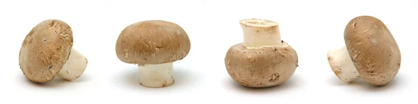 Cuatro hongos marrones — Foto de Stock