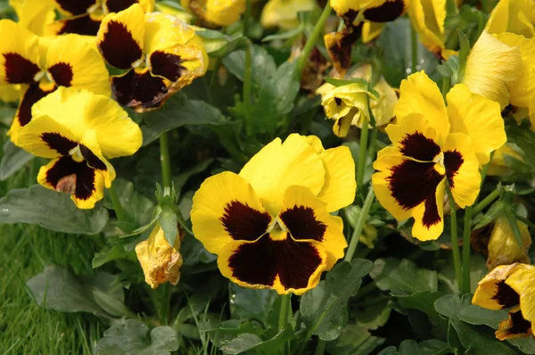 stock image Yellow pansies