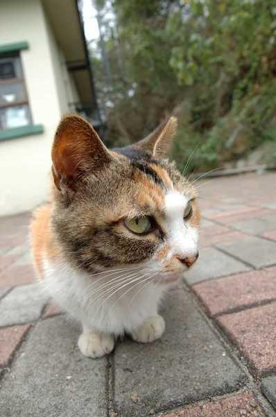 Уличный кот сидит на кирпичном тротуаре — стоковое фото