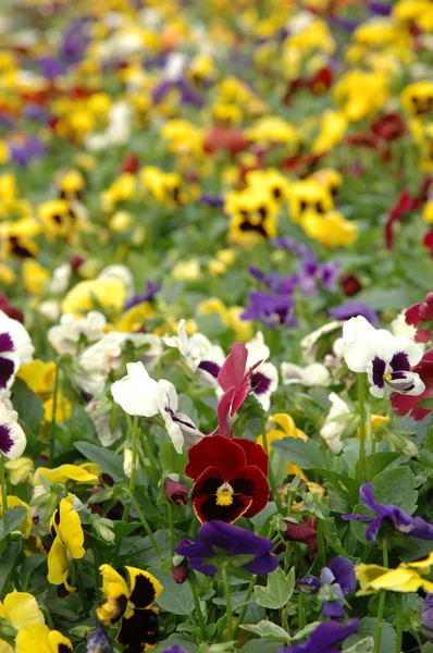 Mixed color pansies — Stock Photo, Image