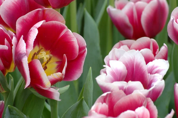 Rot-weiße Tulpen — Stockfoto